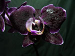 Phalaenopsis9 Orchids - Phalaenopsis